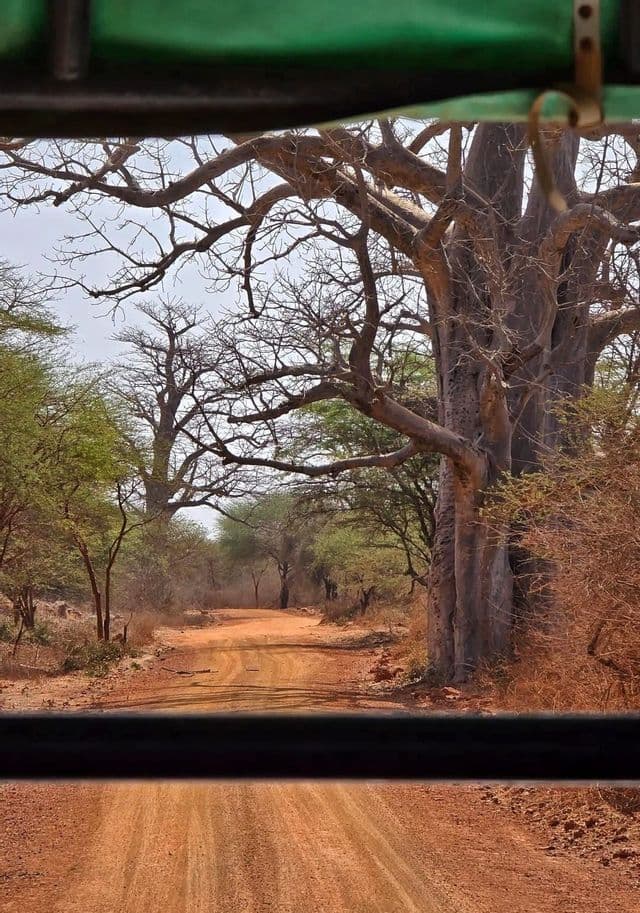 Una vista dall'abitacolo di una strada sterrata rossa che si snoda accanto a un grande baobab in un paesaggio arido e boscoso.