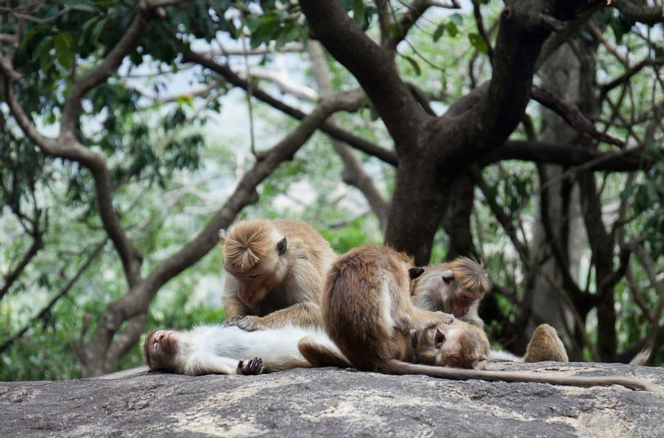 Un grupo de monos sentados en una gran roca, acicalándose unos a otros, con uno tumbado de espaldas en un entorno forestal.
