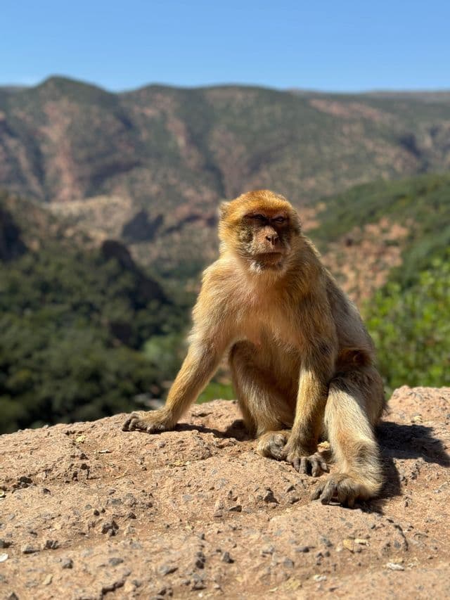 Ein Berberaffe sitzt auf einem sonnenbeschienenen Felsen, vor einer Kulisse aus grünen Bergen unter klarem blauem Himmel.
