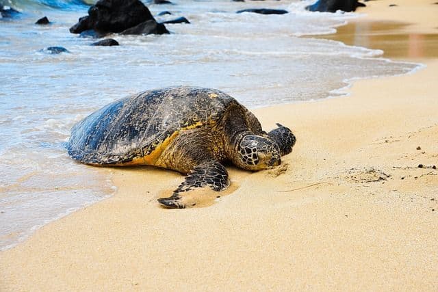 Eine große Meeresschildkröte ruht an einem Sandstrand am Meer, während Wellen hereinspülen.