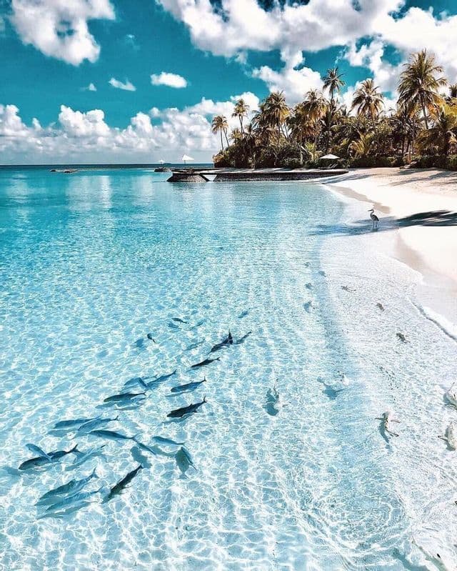 Un banco de peces nada en aguas cristalinas de color turquesa junto a una playa de arena blanca bordeada de palmeras bajo un cielo azul y nublado.