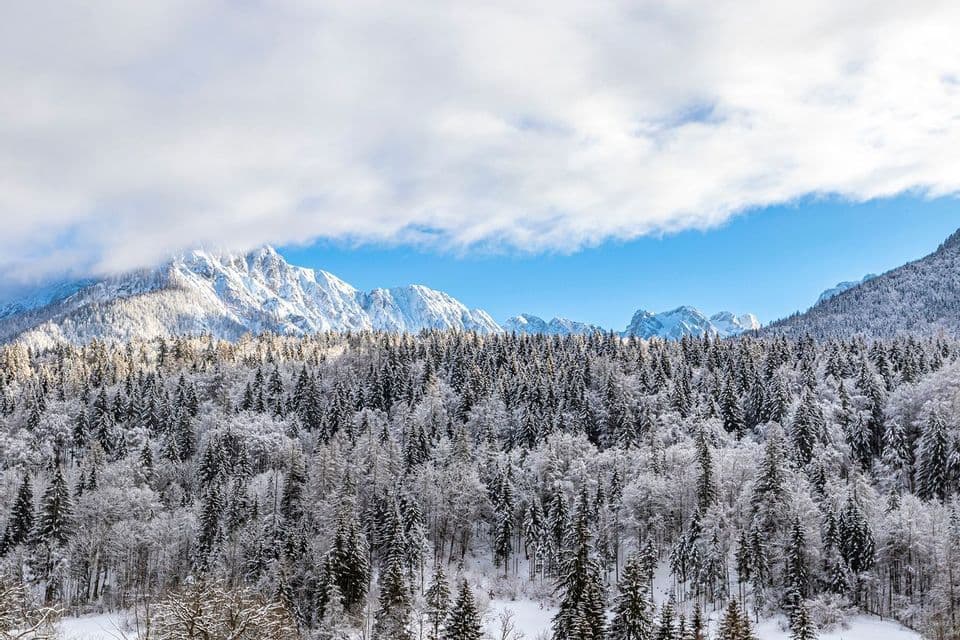Una fitta foresta di pini coperti di neve si trova di fronte a una catena montuosa innevata sotto un cielo parzialmente nuvoloso.