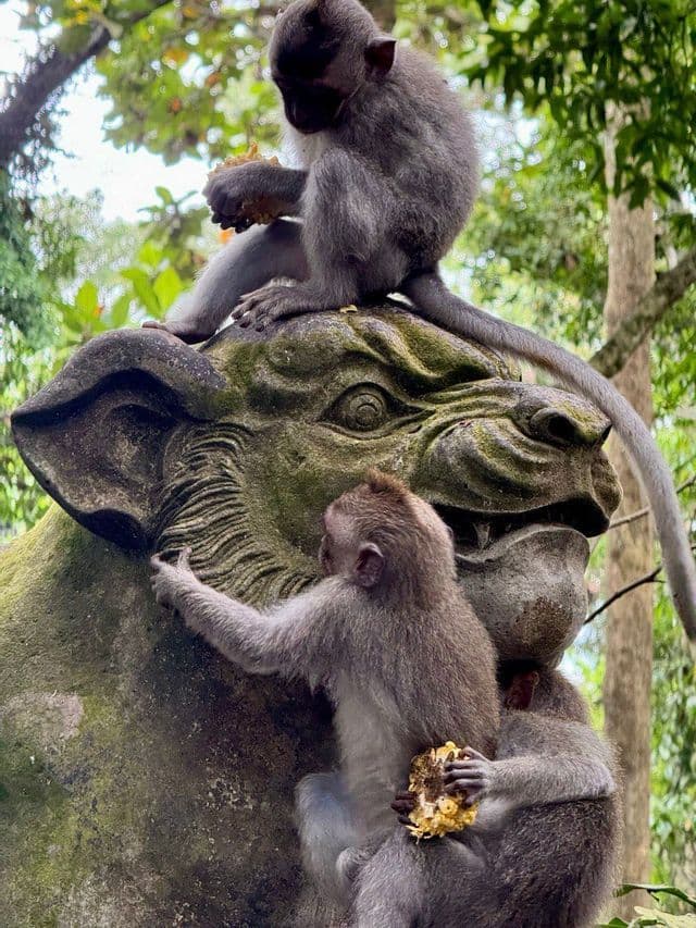 Tres pequeños monos grises se posan y trepan una estatua de piedra cubierta de musgo, comiendo trozos de fruta en un bosque exuberante.