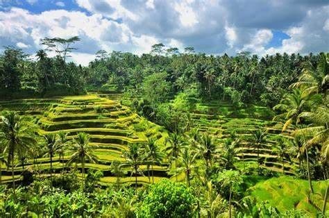 Exuberantes terrazas de arroz verdes talladas en una ladera, rodeadas por un denso bosque tropical con palmeras bajo un cielo parcialmente nublado.
