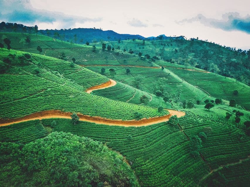 Una vista aérea de un camino de tierra sinuoso a través de plantaciones de té verde que cubren colinas onduladas.