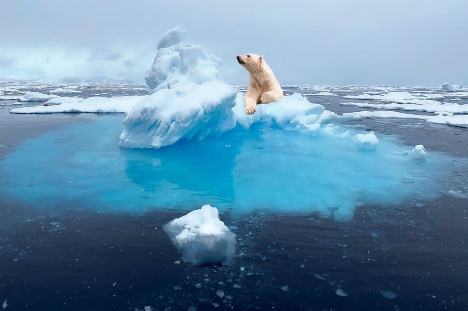 Un orso polare siede su un piccolo iceberg, circondato da acqua turchese brillante in un mare scuro sotto un cielo nuvoloso.
