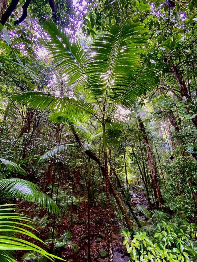 La luz del sol se filtra a través de un denso dosel de selva tropical, iluminando grandes hojas de palma sobre un pequeño arroyo rocoso.