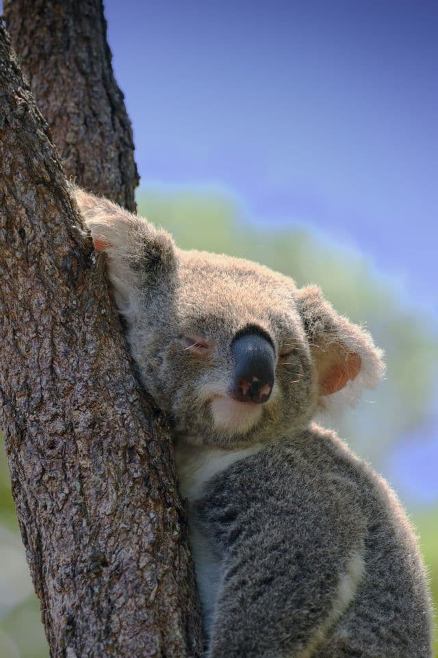 Un primer plano de un koala peludo durmiendo con los ojos cerrados, aferrado a un tronco de árbol.
