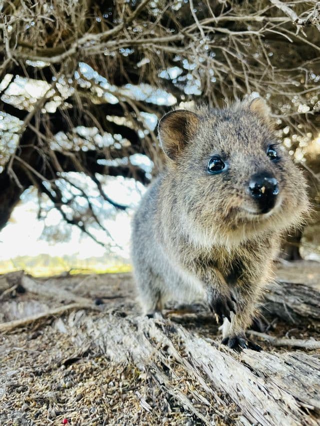 Primer plano de un quokka pequeño y peludo, parado sobre una gran raíz de árbol bajo un dosel de ramas secas.