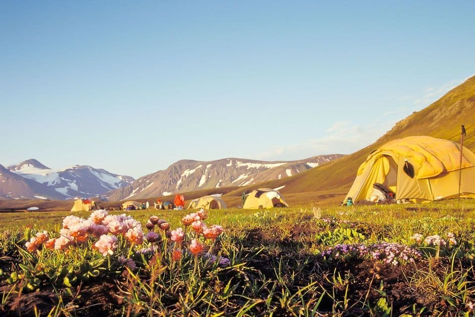 A WeRoad group trip campsite with tents in a grassy valley, with wildflowers in the foreground and snowy mountains behind.