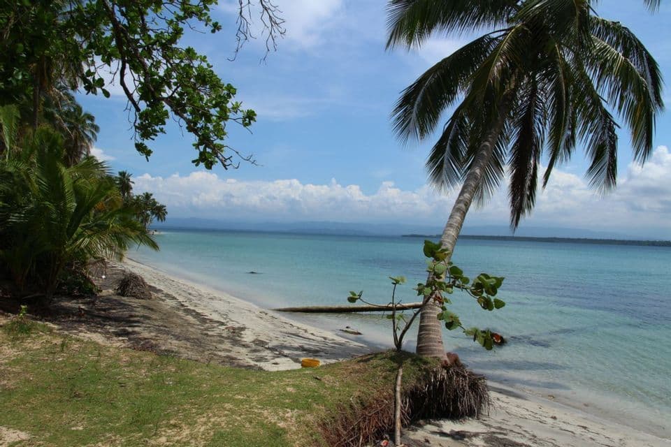 Une scène de plage tropicale avec un palmier penché sur l'océan turquoise et le sable blanc.