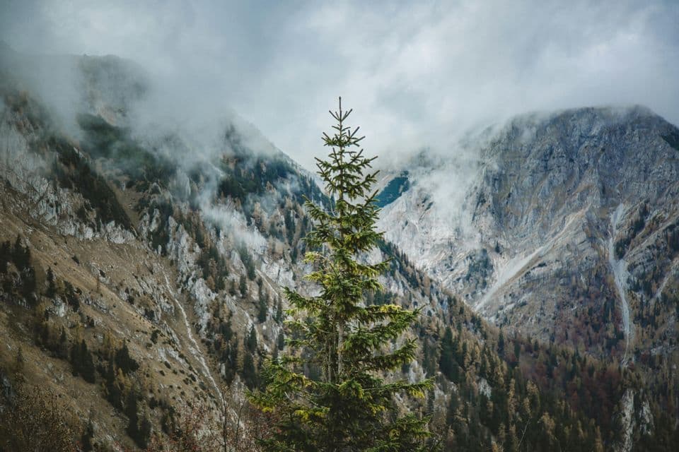 Ein hoher grüner Tannenbaum im Vordergrund, dahinter zerklüftete, wolkenverhangene Berge und ein Kiefernwald.