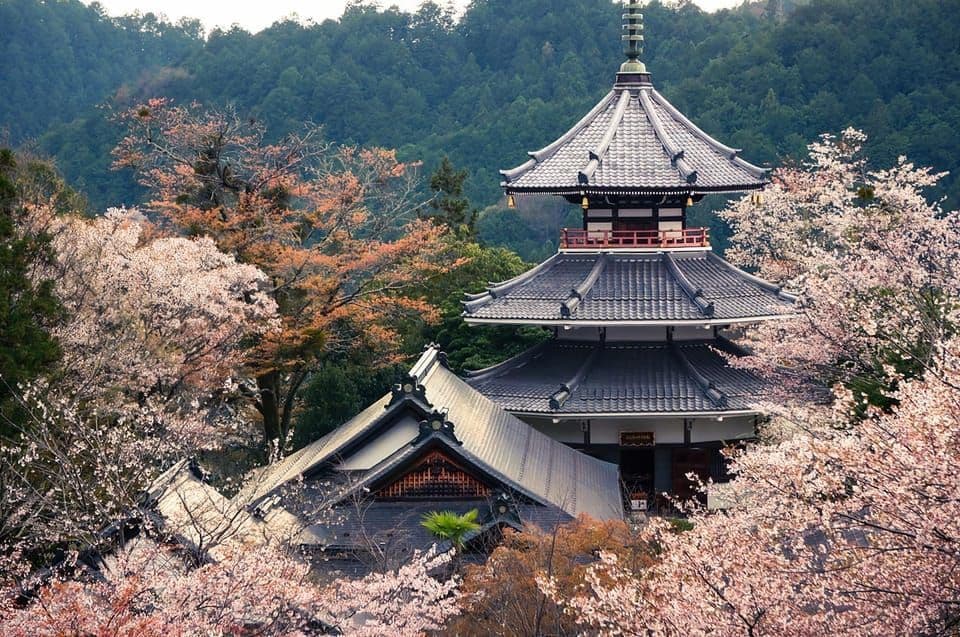 Una tradizionale pagoda giapponese con tetti a più livelli è circondata da ciliegi in fiore rosa e una fitta foresta.