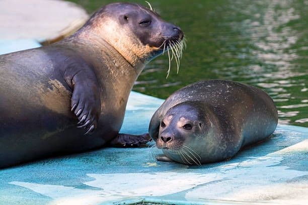 Una foca adulta y su cría descansando juntas sobre una superficie azul mojada cerca del agua.