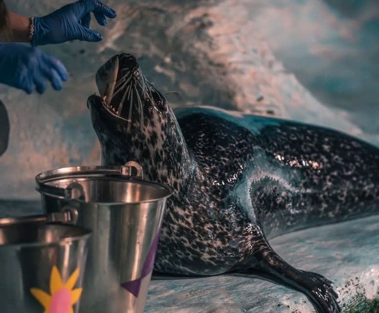 Una persona con un guante azul alimenta a una foca manchada con la boca abierta, con cubos de metal en primer plano.