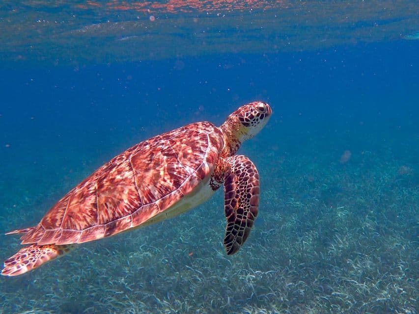 Vue sous-marine d'une tortue de mer à carapace à motifs nageant au-dessus d'un lit d'herbes marines dans une eau bleue claire.