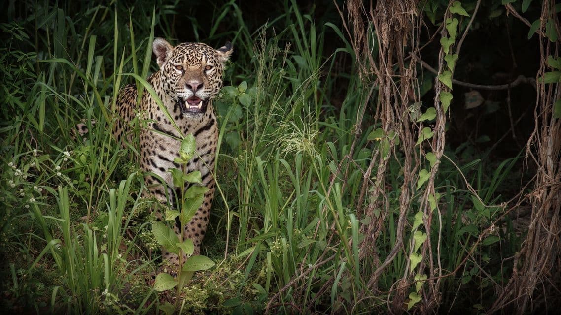 Un jaguar, la gueule légèrement ouverte, se tient au milieu d'herbes vertes denses et de lianes dans un décor de jungle, regardant droit devant lui.