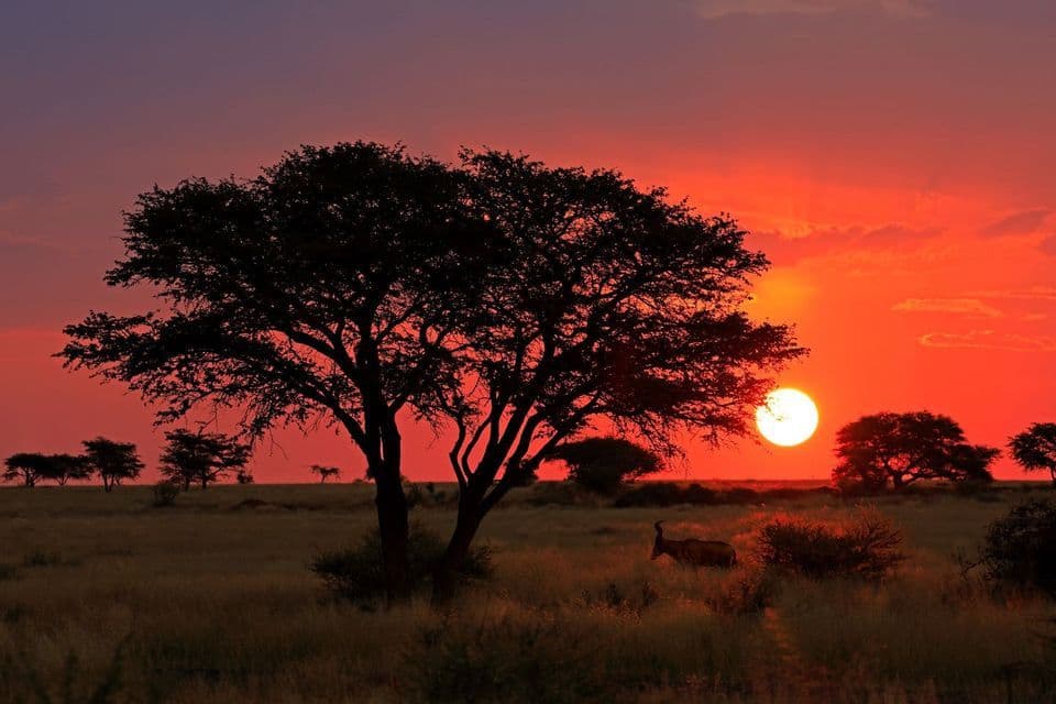 Un albero in silhouette e un'antilope in una savana erbosa al tramonto, con un cielo rosso intenso.