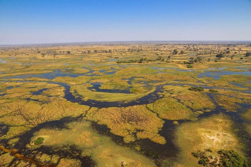 Una vista aerea di un vasto delta con canali d'acqua tortuosi attraverso pianure erbose e alberi sparsi sotto un cielo azzurro chiaro.