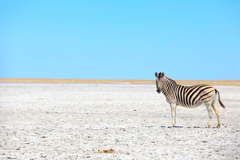 Una zebra solitaria si erge su una vasta distesa di terra bianca screpolata sotto un cielo azzurro e limpido.