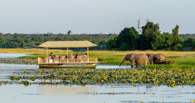 Un viaggio di gruppo WeRoad in barca per osservare elefanti sulla riva erbosa di un fiume, tra le ninfee.