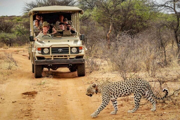 Un leopardo attraversa una strada sterrata davanti a una jeep safari che trasporta un viaggio di gruppo WeRoad.