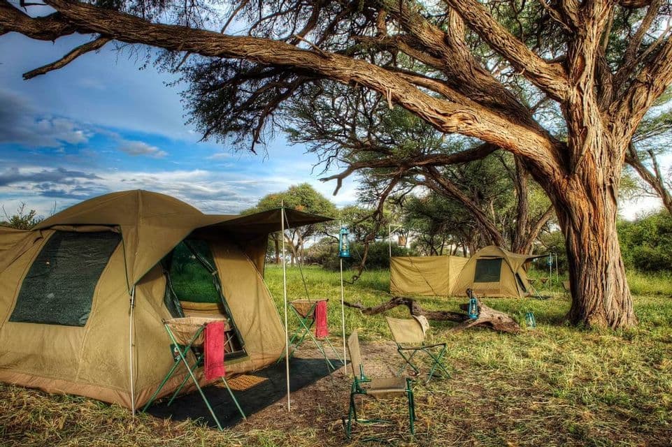 Diverse tende color cachi e sedie da campeggio sono allestite in una radura erbosa sotto un grande albero rigoglioso.