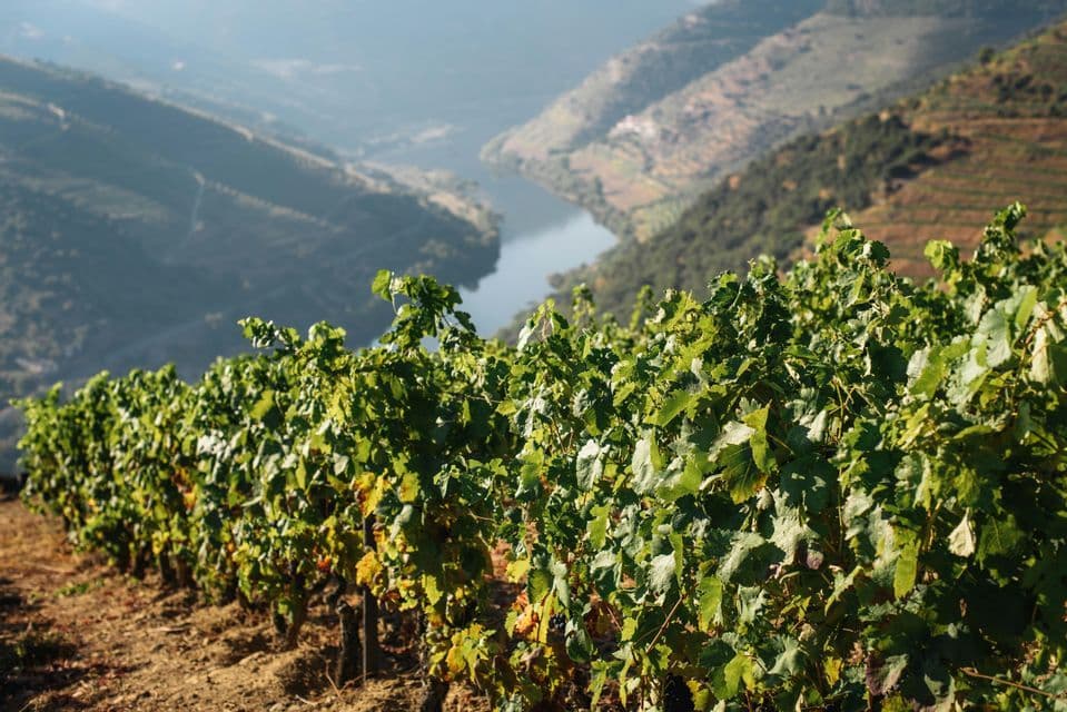 Eine Reihe von Weinreben an einem terrassierten Hang mit Blick auf einen breiten Fluss, der durch ein Tal fließt.
