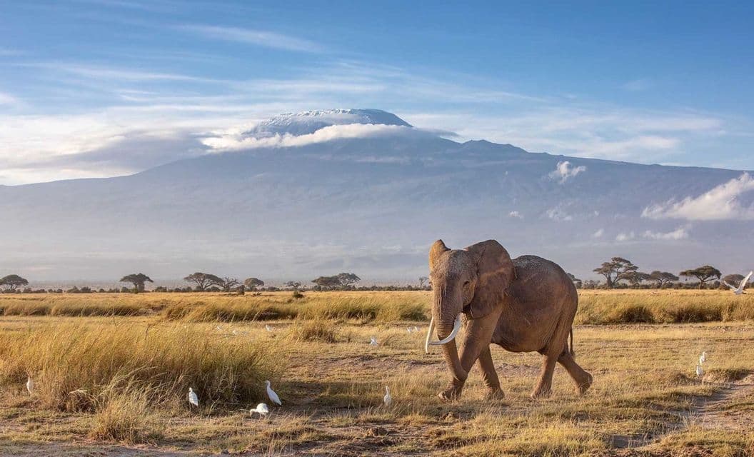 Un elefante con colmillos camina por una sabana dorada, rodeado de aves blancas, con una gran montaña cubierta de nubes al fondo.
