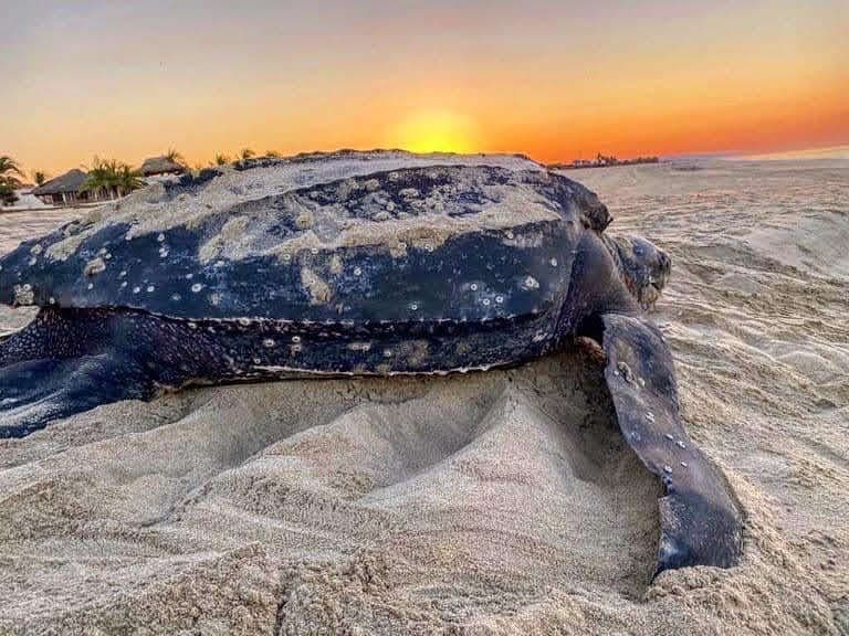 Una gran tortuga laúd con arena en el caparazón descansa en una playa al amanecer, con el océano de fondo.