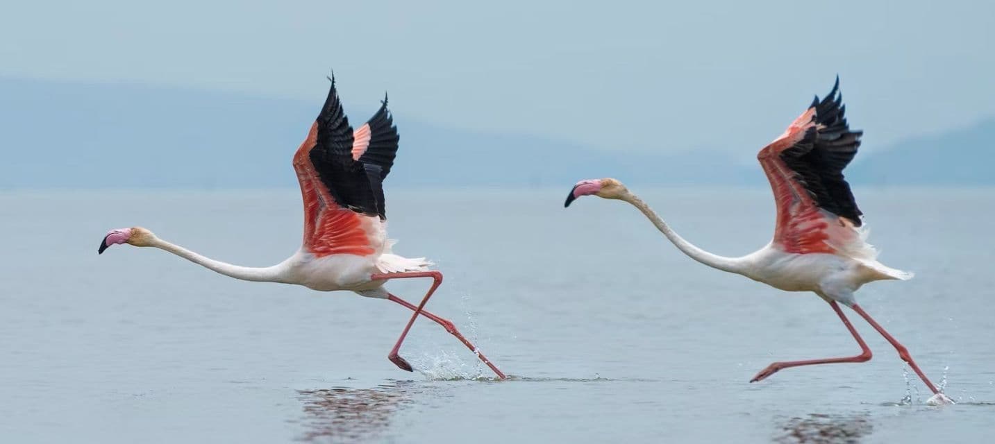 Dos flamencos de alas rosas y negras corriendo sobre la superficie del agua, preparándose para el vuelo.