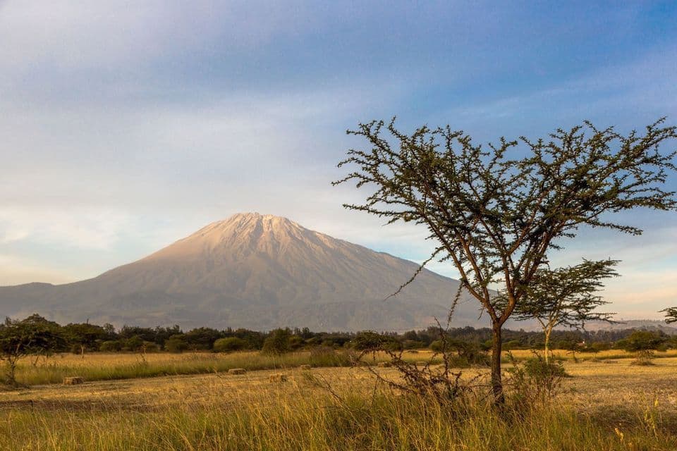 A large mountain with a sunlit peak stands in the distance behind a grassy savannah with an acacia tree in the foreground.