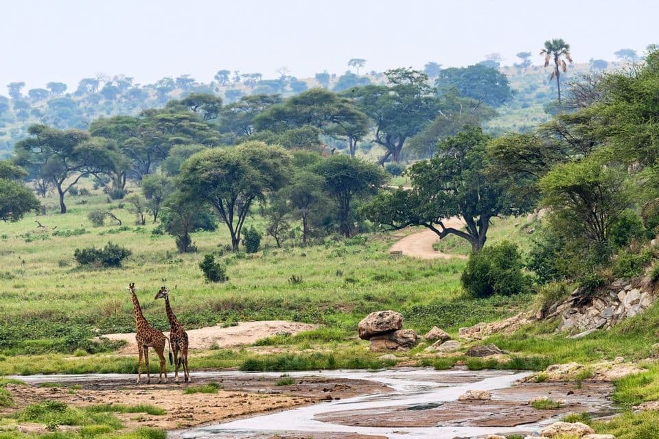 Dos jirafas se encuentran junto a un río poco profundo en un paisaje de sabana verde con numerosos árboles y colinas ondulantes al fondo.
