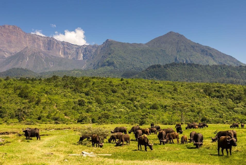 Una mandria di bufali africani al pascolo in un prato verde lussureggiante con una foresta e grandi montagne sullo sfondo.