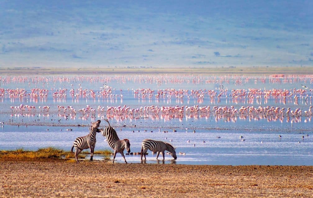 Tres cebras junto a un lago, con dos jugando sobre sus patas traseras mientras otra bebe, y una gran bandada de flamencos rosados vadeando al fondo.
