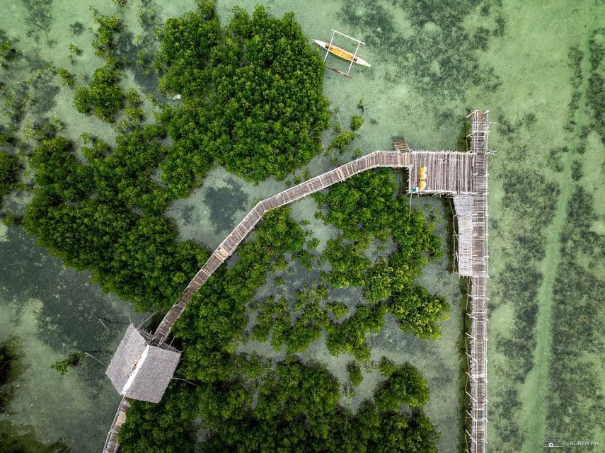 Vista aérea de un sinuoso malecón y muelle de madera sobre aguas verdes poco profundas, con grupos de manglares y una pequeña canoa amarilla.
