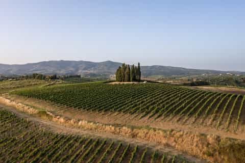 Dolci colline verdi sono coperte da filari di vigneti con un gruppo di cipressi su una collina e montagne in lontananza.