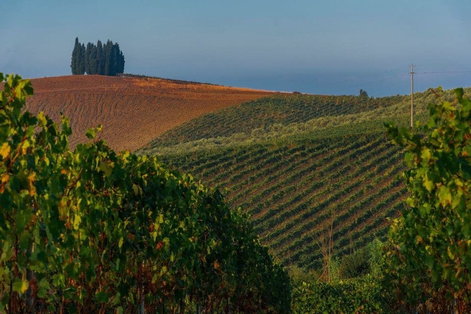 Dolci colline coperte da filari di vigneti e campi arati, con un gruppo di cipressi su un crinale lontano sotto un cielo blu.