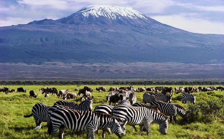 Una manada de cebras y ñus pastando en una sabana herbácea con una gran montaña nevada al fondo.