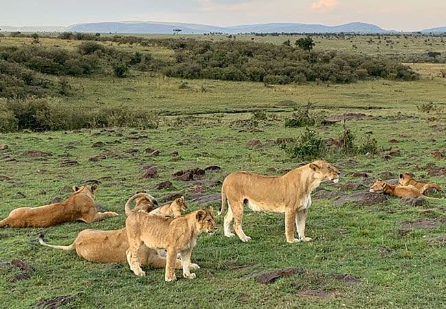 Una manada de leonas y cachorros descansando y de pie juntos en una sabana verde con colinas ondulantes al fondo.