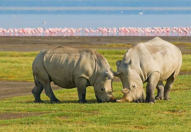 Dos rinocerontes pastando en una llanura de hierba con una bandada de flamencos rosados y un lago al fondo.
