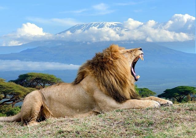 Un león macho ruge en una colina de hierba, con una gran montaña nevada visible al fondo bajo un cielo azul.