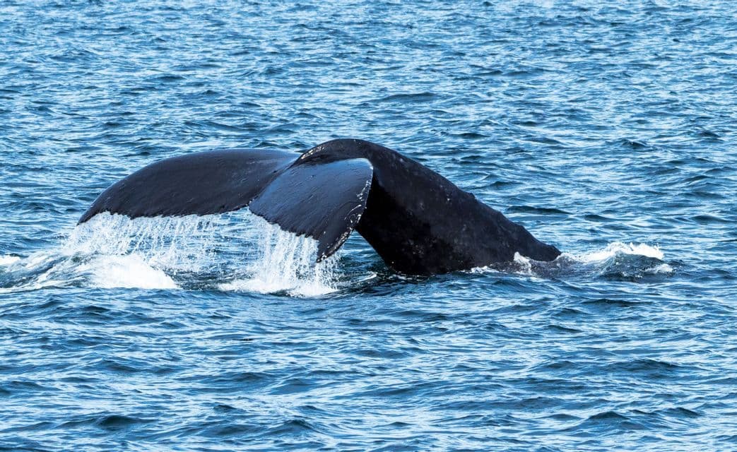 La queue d'une baleine éclabousse alors qu'elle plonge sous la surface de l'océan bleu.