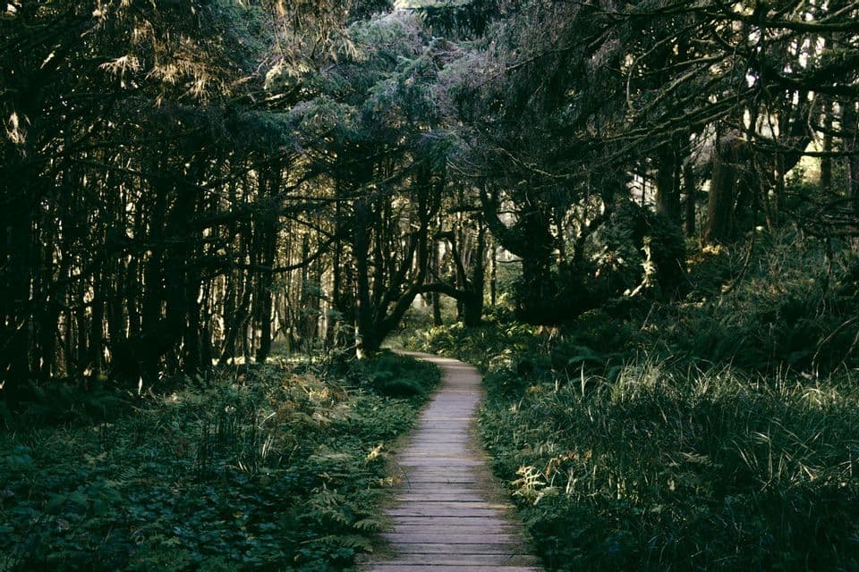 Un chemin de promenade en bois serpente à travers une forêt dense remplie de fougères et d'herbes vertes luxuriantes.