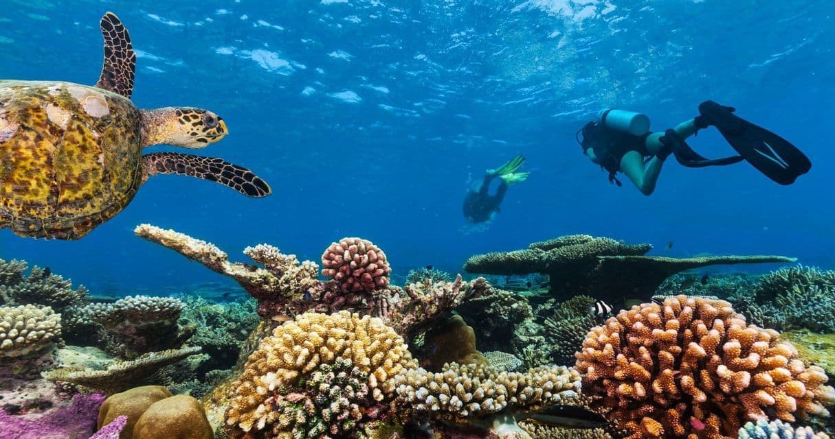Una tortuga marina nada junto a dos buceadores explorando un colorido arrecife de coral en agua azul cristalina.
