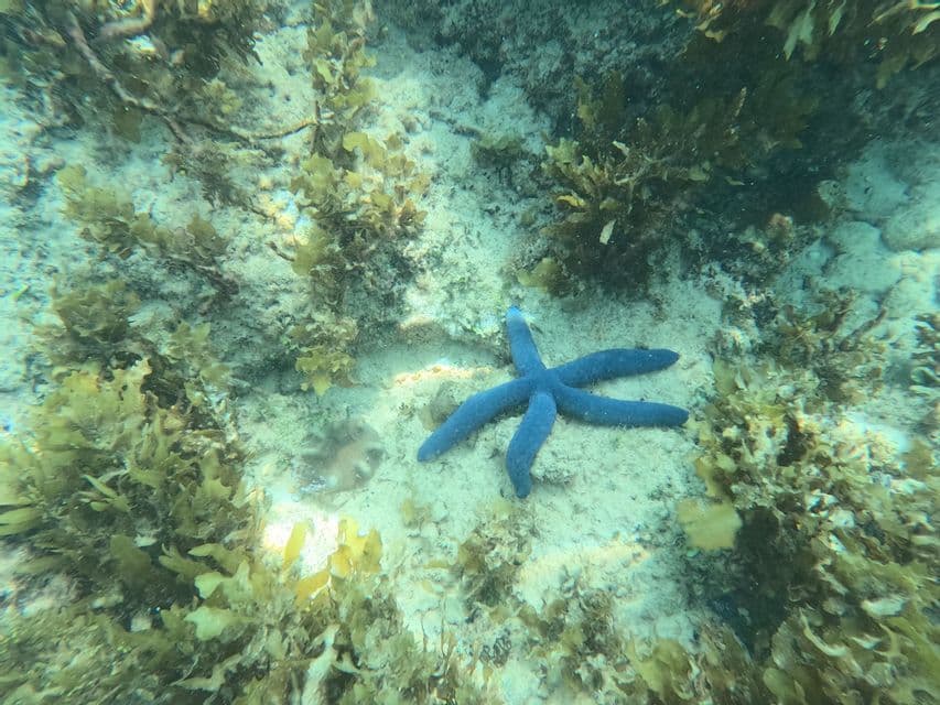 Una stella marina di un blu brillante riposa su un fondale sabbioso circondata da alghe verdi e marroni sott'acqua.