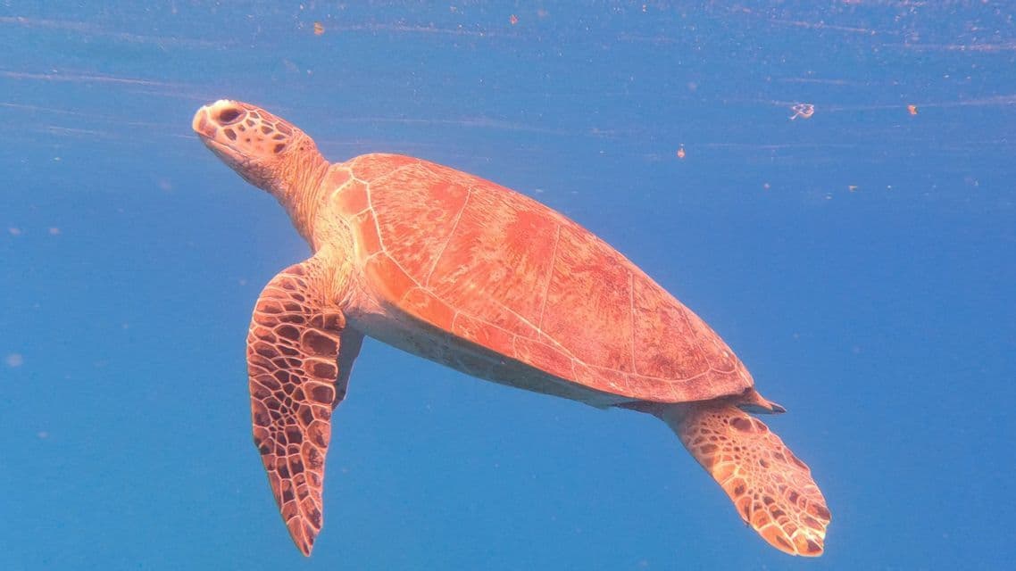 Una grande tartaruga marina nuota nell'acqua limpida e blu, con il corpo inclinato verso l'alto.