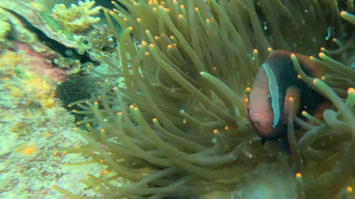 Un primo piano di un pesce pagliaccio scuro con una striscia bianca verticale che fa capolino dai tentacoli di un'anemone di mare.