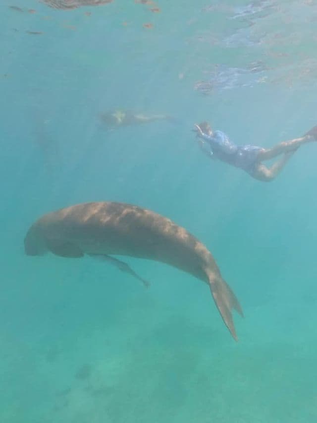 Un viaggio di gruppo WeRoad nuota sott'acqua accanto a un grande lamantino in acque turchesi.