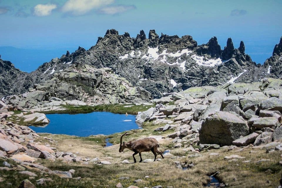 Un íbice camina sobre un parche de hierba junto a un pequeño lago alpino, debajo de una cadena montañosa rocosa con parches de nieve.